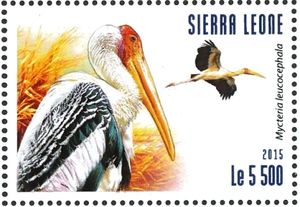 Painted Stork - Mycteria leucocephala